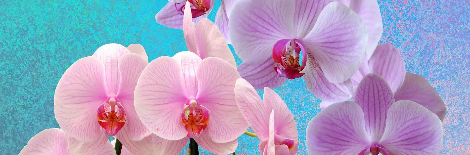 Orchids 101