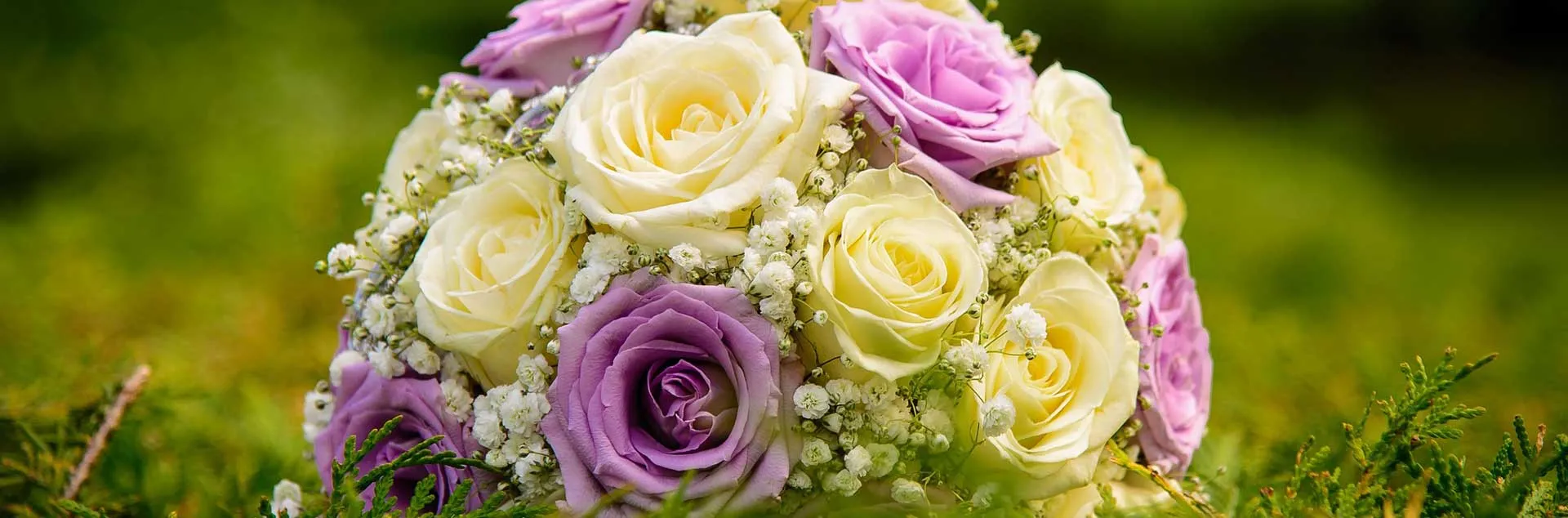 Promise Me A Rose Garden - Los Alamitos