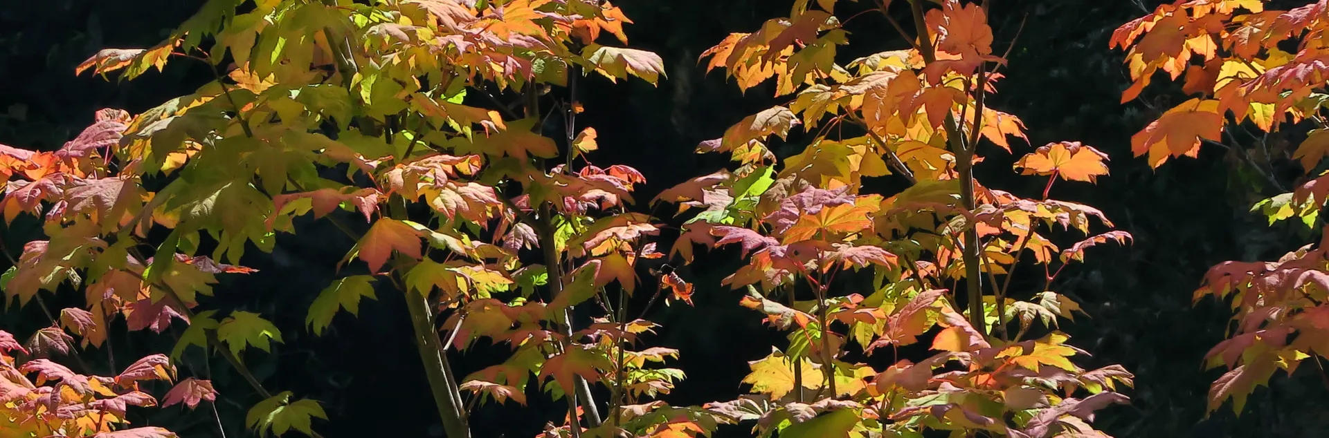 Vine Maple (Acer circinatum)