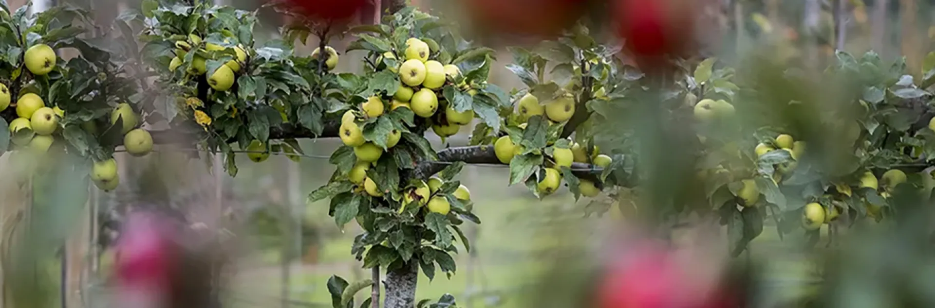 Espalier of pears, UCANR