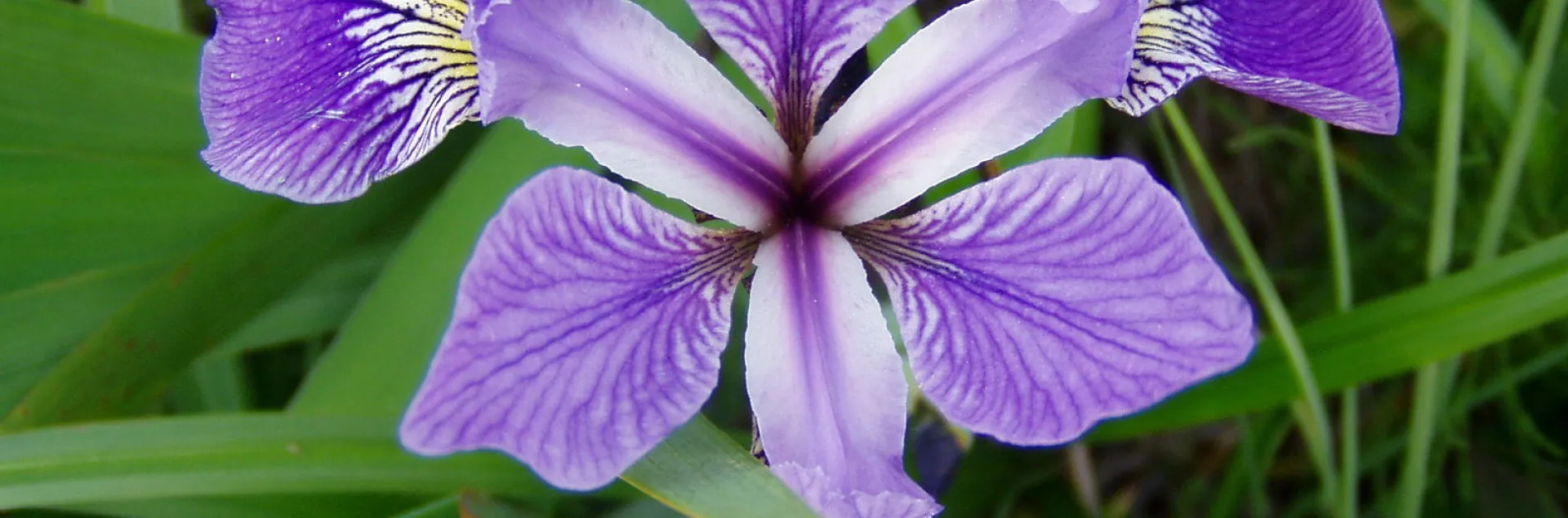 Close up of a purple and white Siberian iris flower above green foliage.