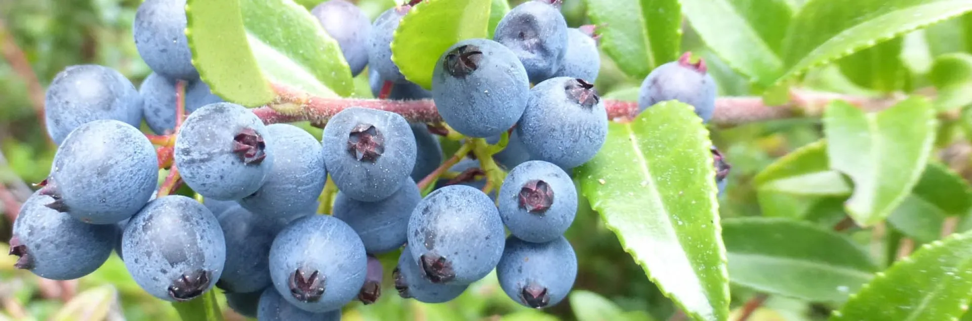 blueberries on a bush