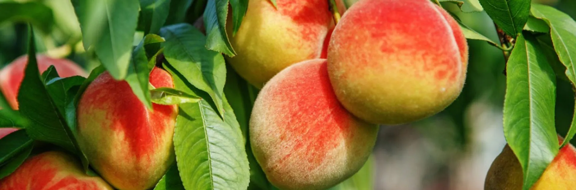peaches on a tree branch