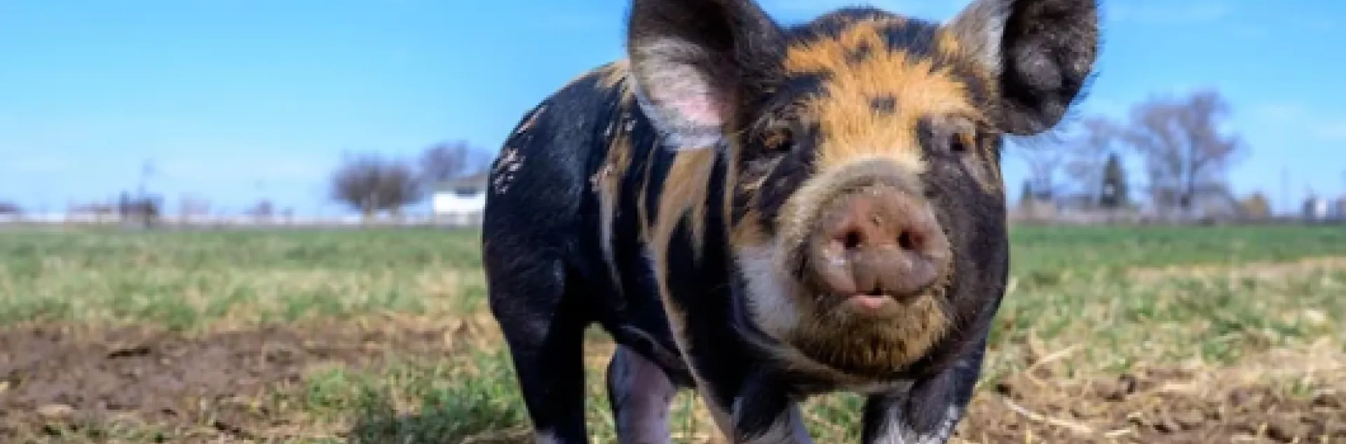 pig walking in a field