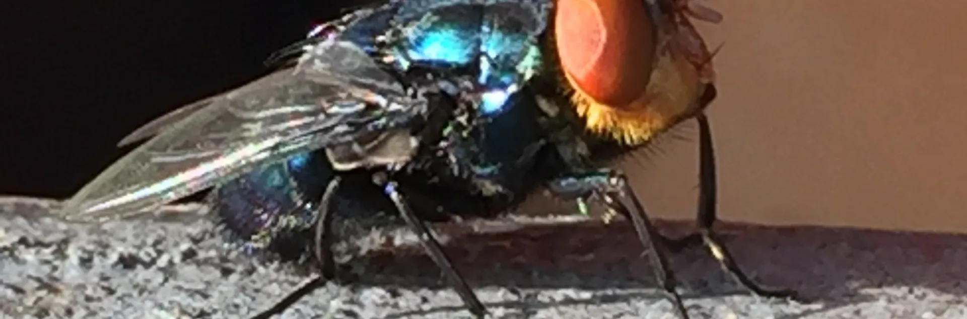 Closeup of New World screwworm