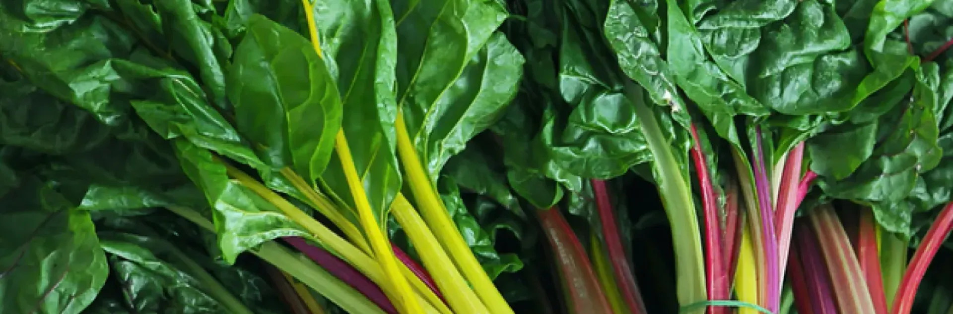 Swiss chard
