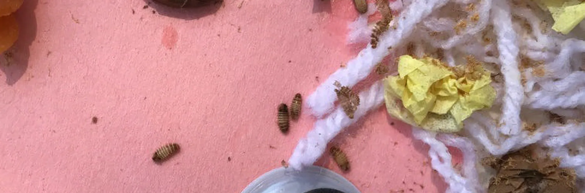 Carpet beetle larvae on pink paper, part of a kids art piece that used yarn, noodles, and beans.