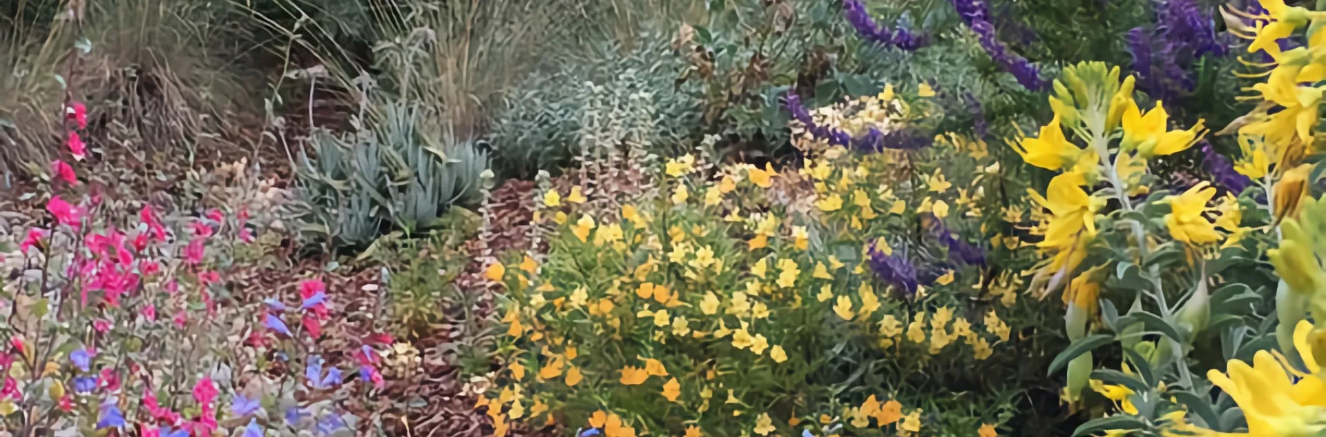 colorful flowers of CA native plants