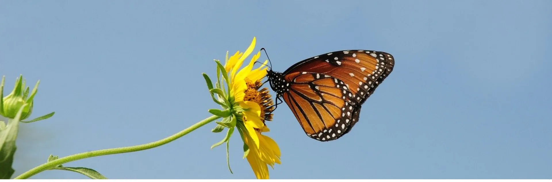 monarch butterfly on a dandelion flower