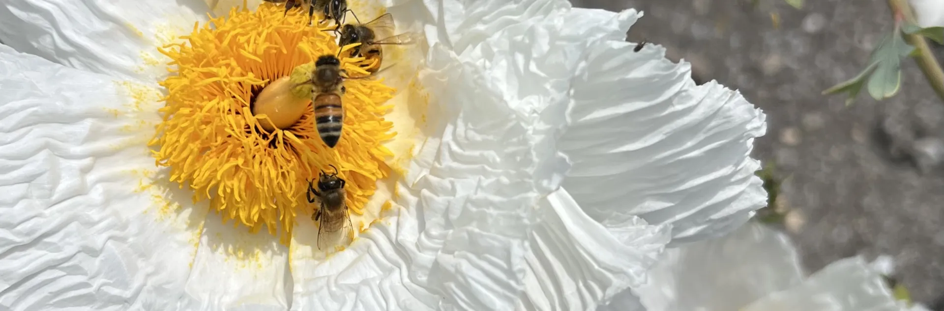 Close-up of severel honey bees on the center of a Mantijia poppy