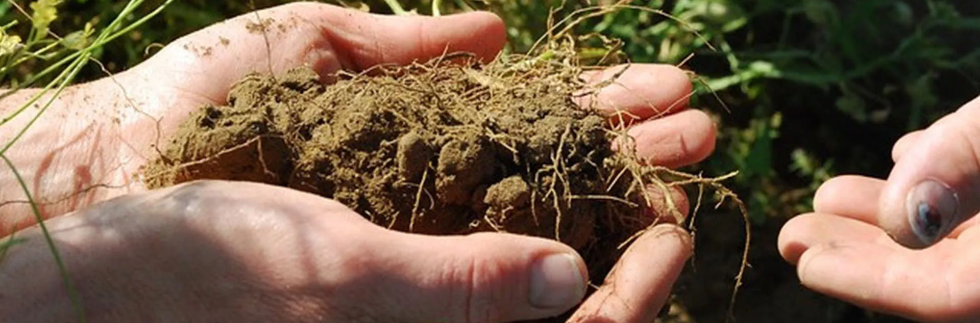 Soil-The Foundation of Your Garden - Laguna Woods