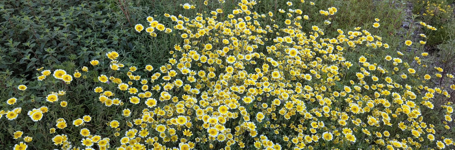 Tidy Tips (Layia platyglossa)