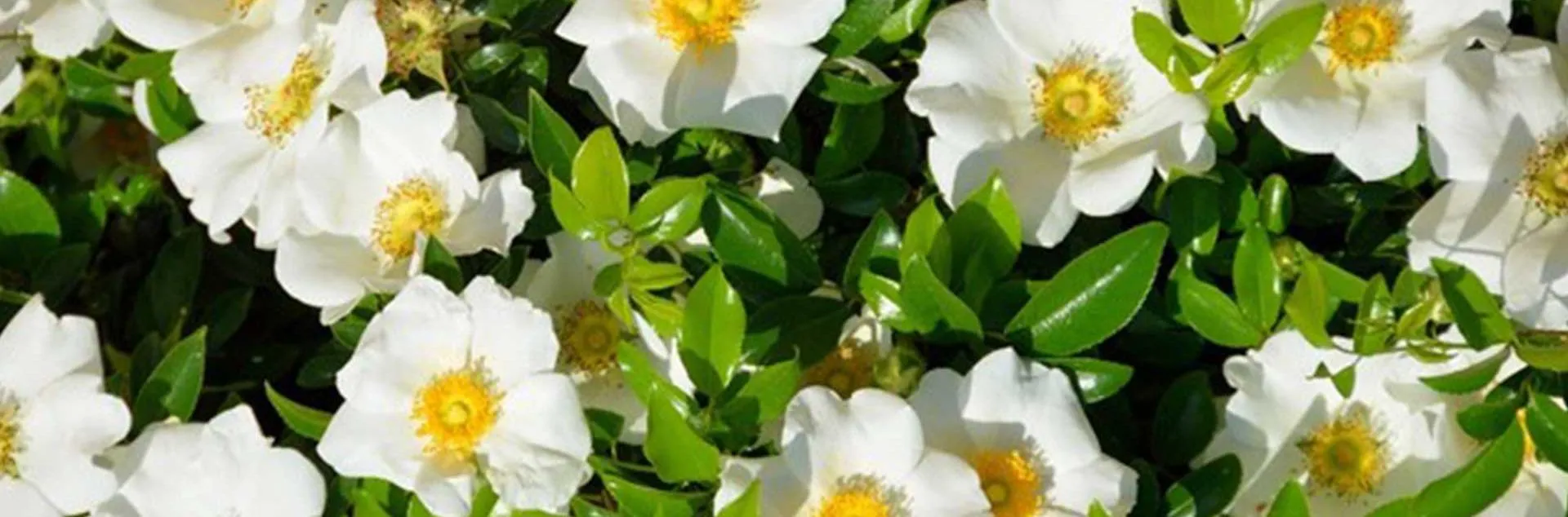 Promise Me A Rose Garden – Zoom Encore