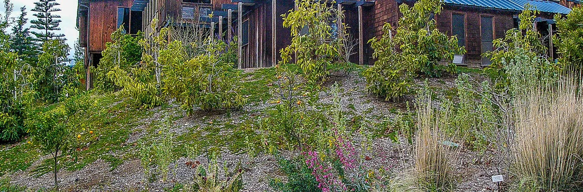 Sustainable Gardening For Native Plants - Brea