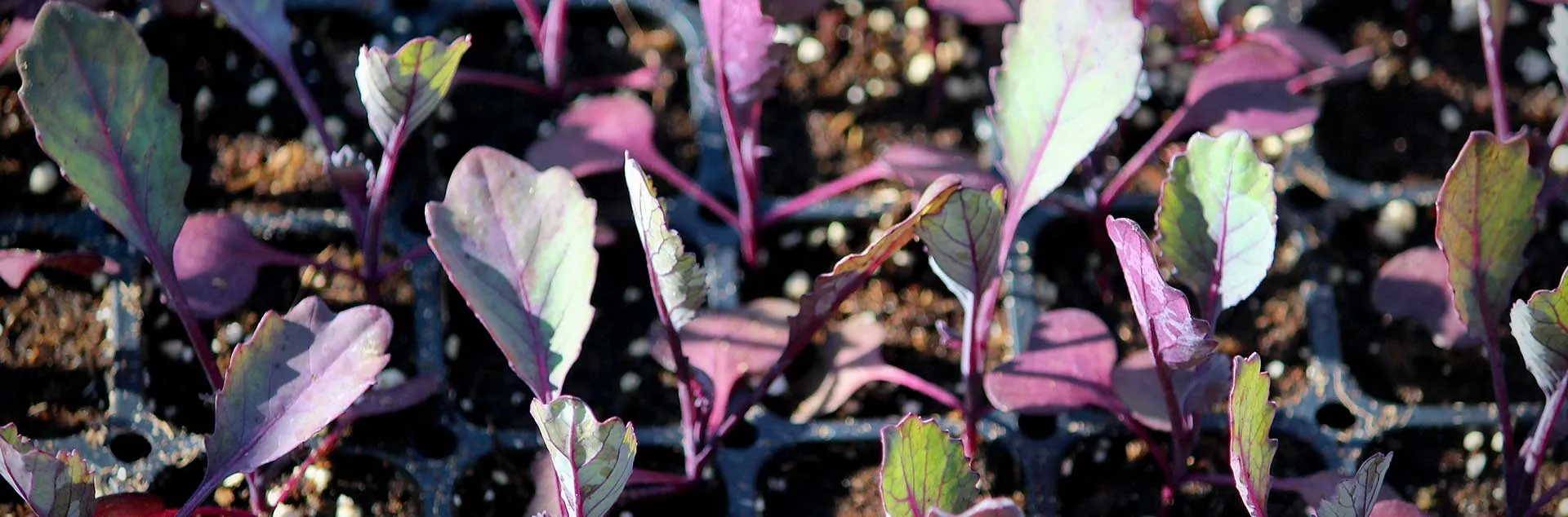 Starting Seeds For Success - Laguna Beach