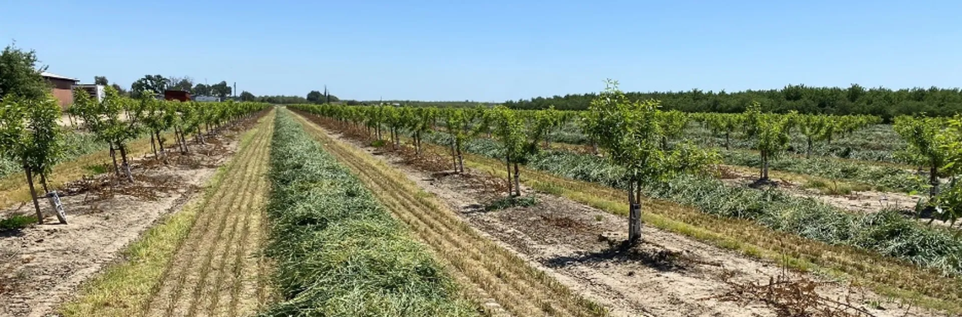 Small, leafy almond trees with cover crop growing between the rows
