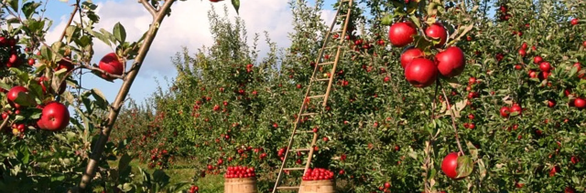 Apple orchard pixabay