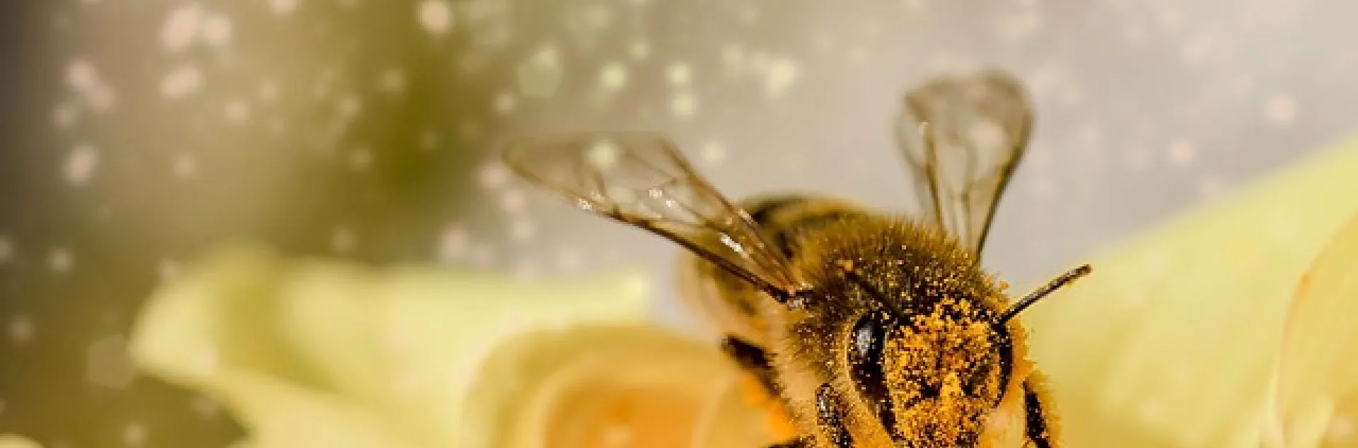 bee with pollen