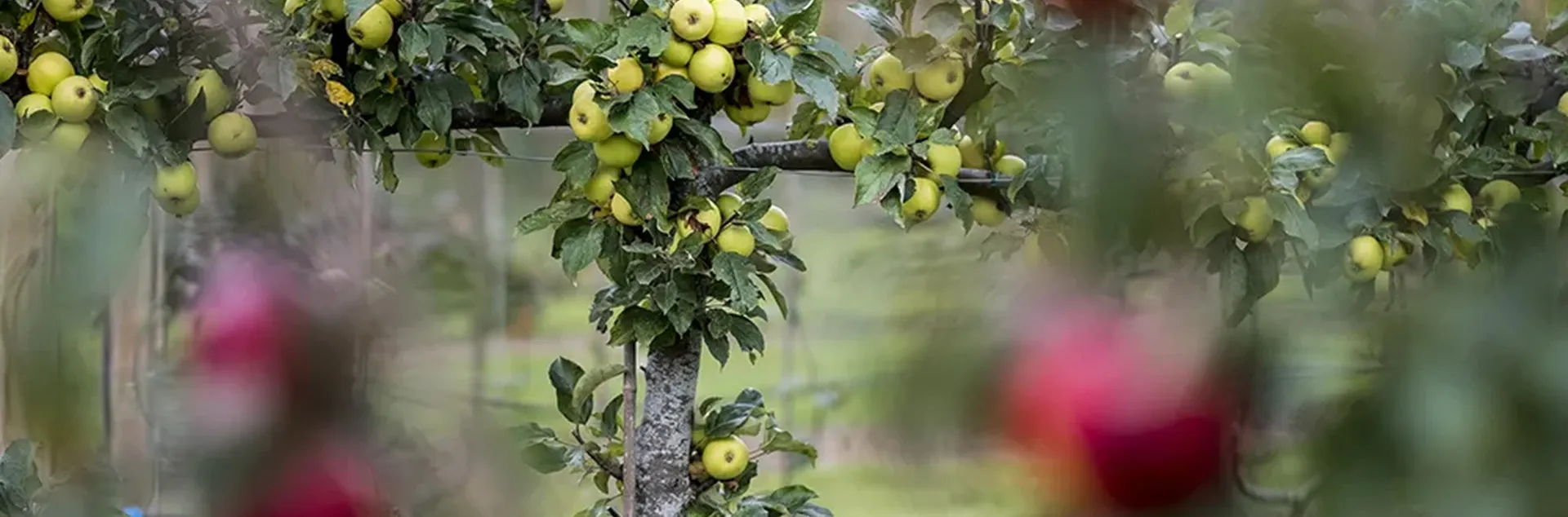 espalier apple tree