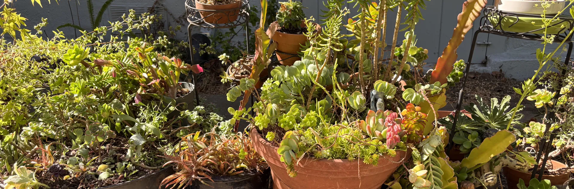 variety of succulents in varying types of containers