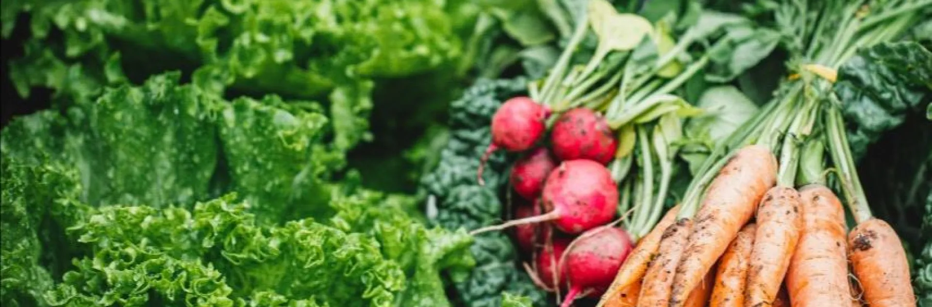 freshly harvested winter greens and root vegetables