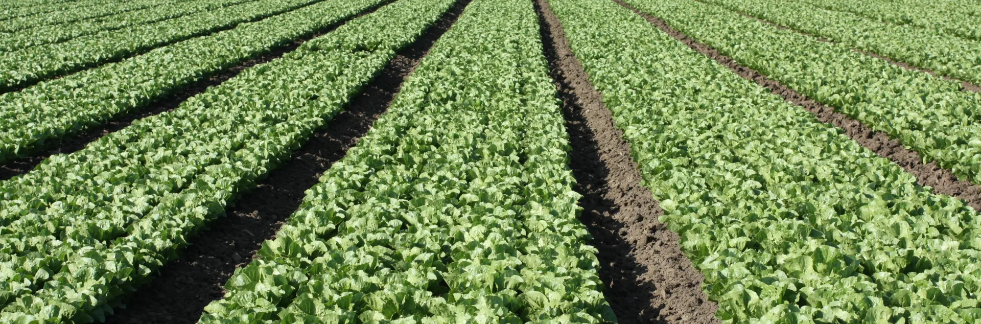 Field with rows of lettuce. Orchard trees and hills in the distance.
