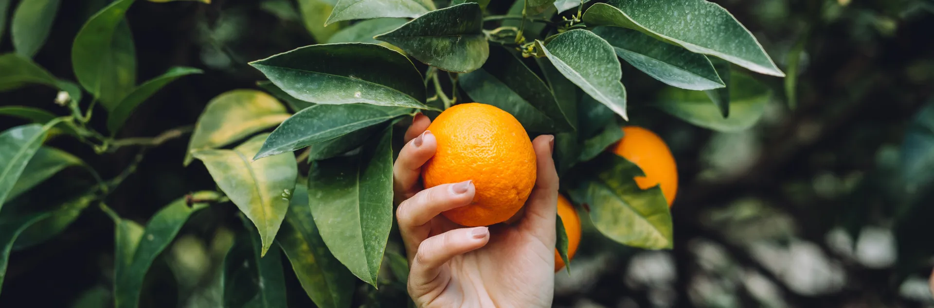 Hand holding an orange