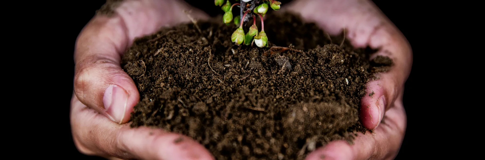 Two hands hold soil. In the soil there is a small plant with a white flower.