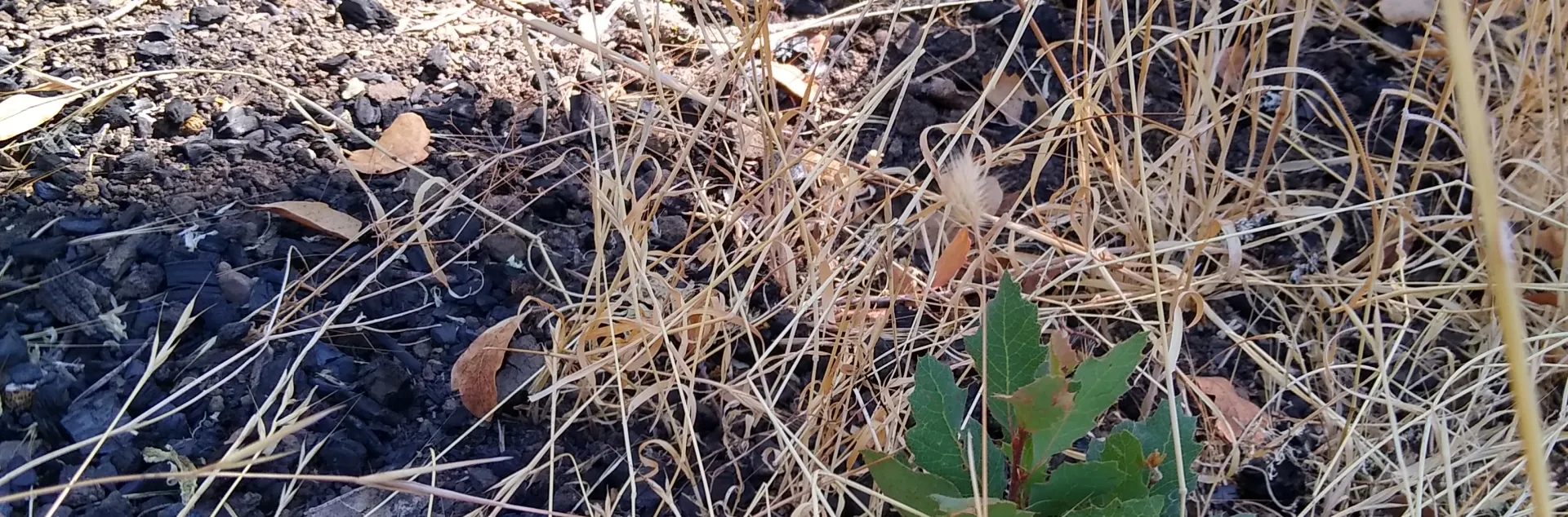 oak seedling growing in an old burn pile