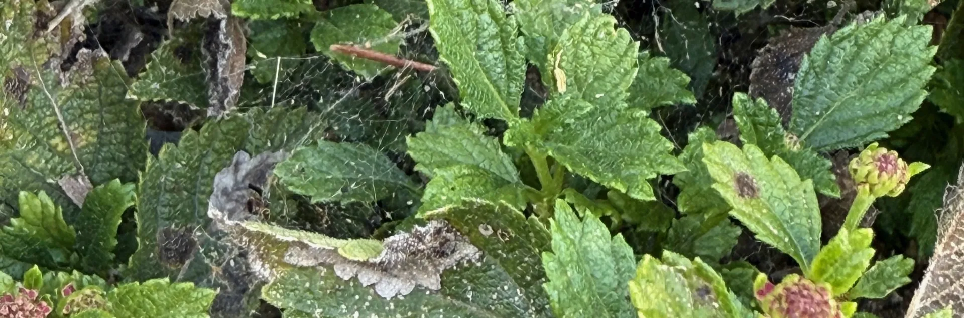 Green leaves with gray and black spots