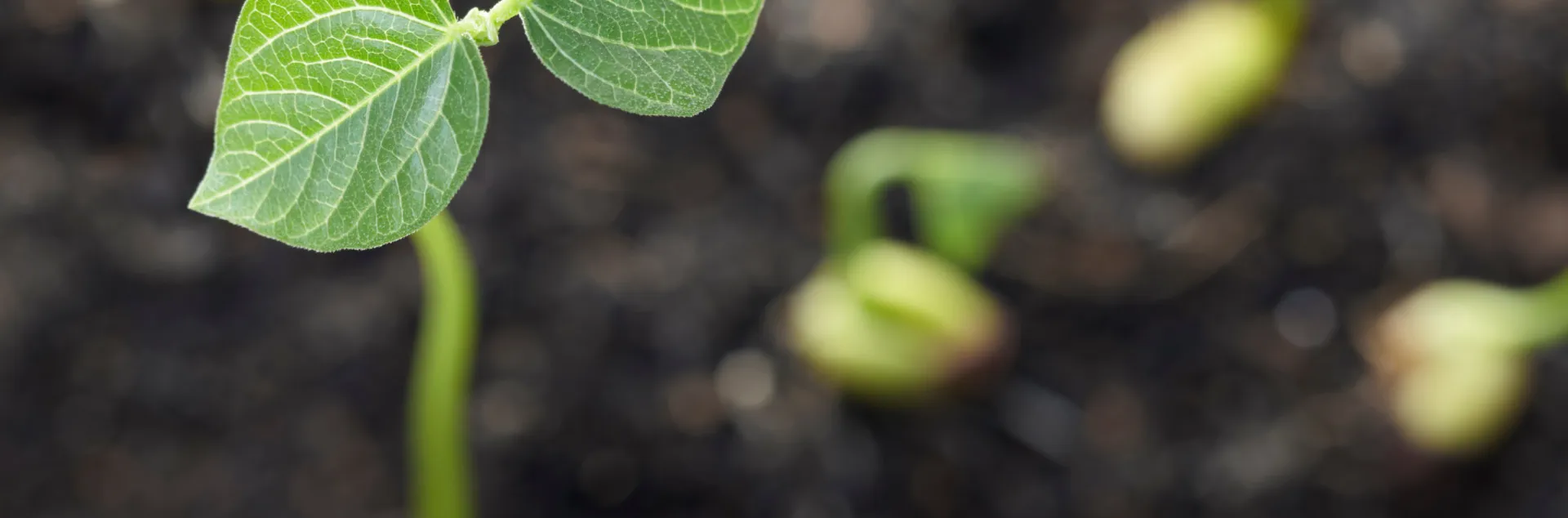 seedling emerging from dark soil