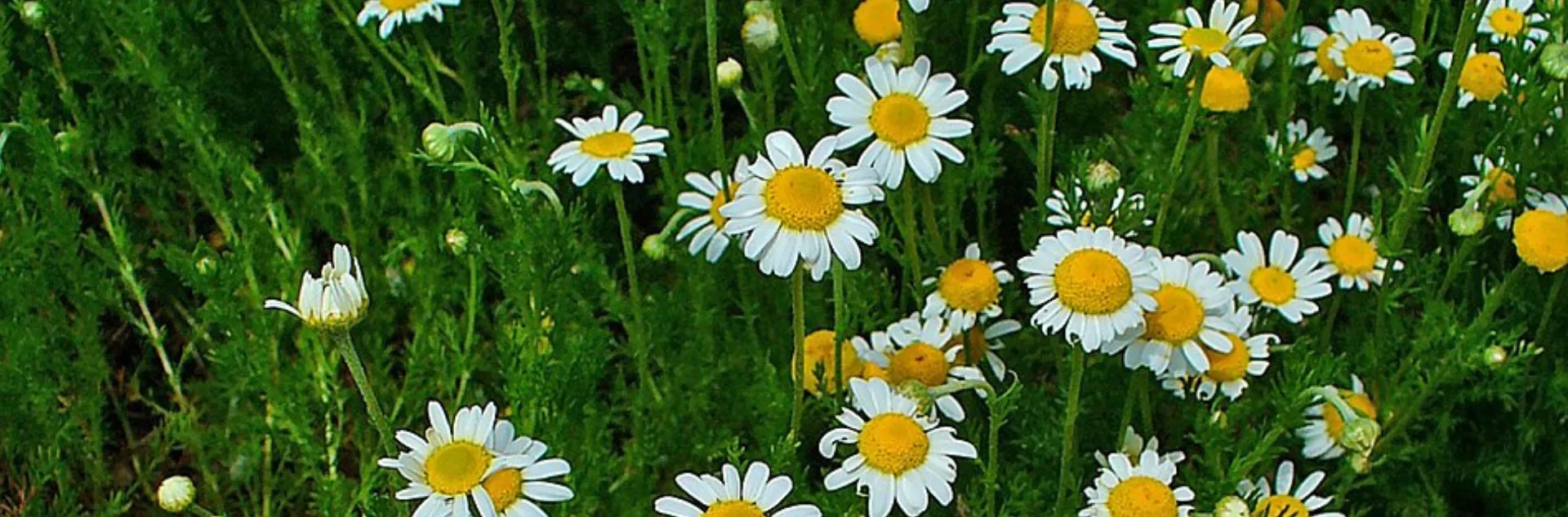 Chamomile flowers