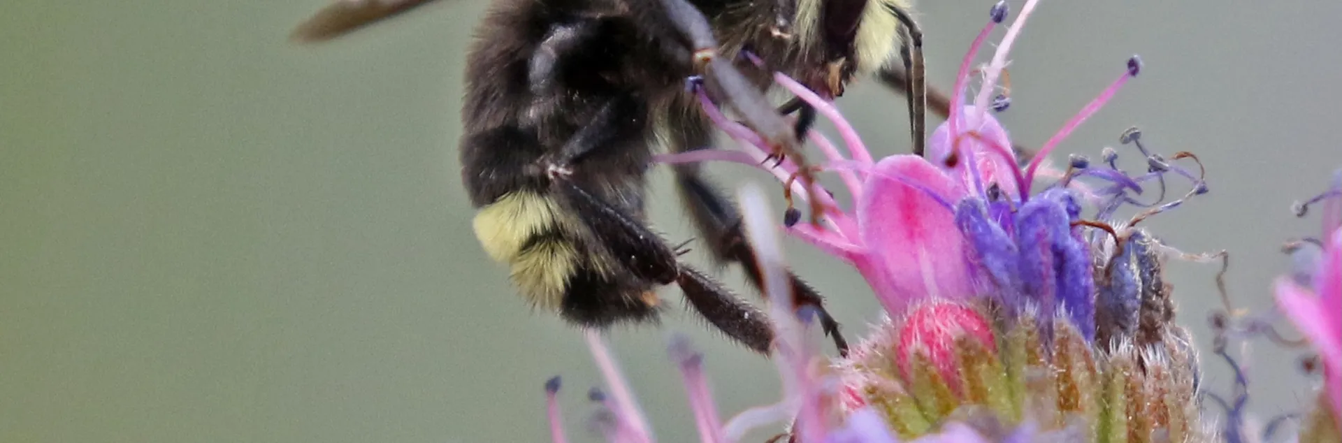 Native bumblebee