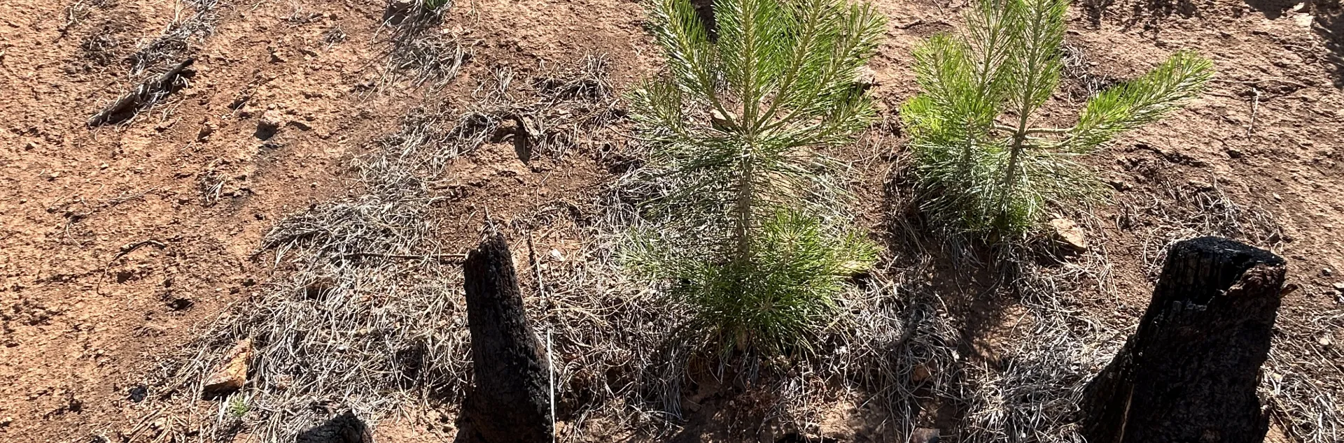 Douglas fir seedling poking up out of the ground.