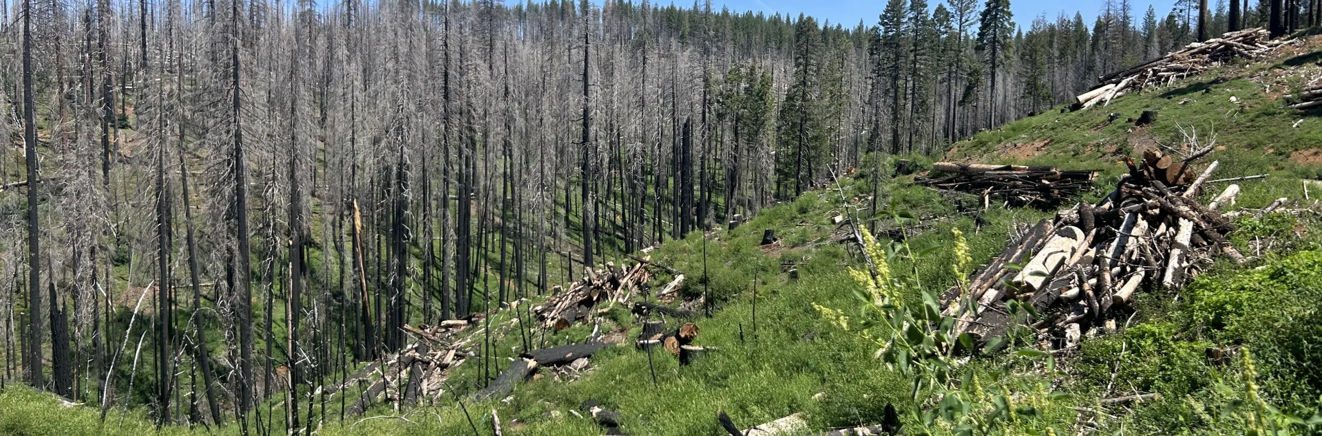 Shrubs in a post-fire mixed conifer forest, with burned trees in the background.