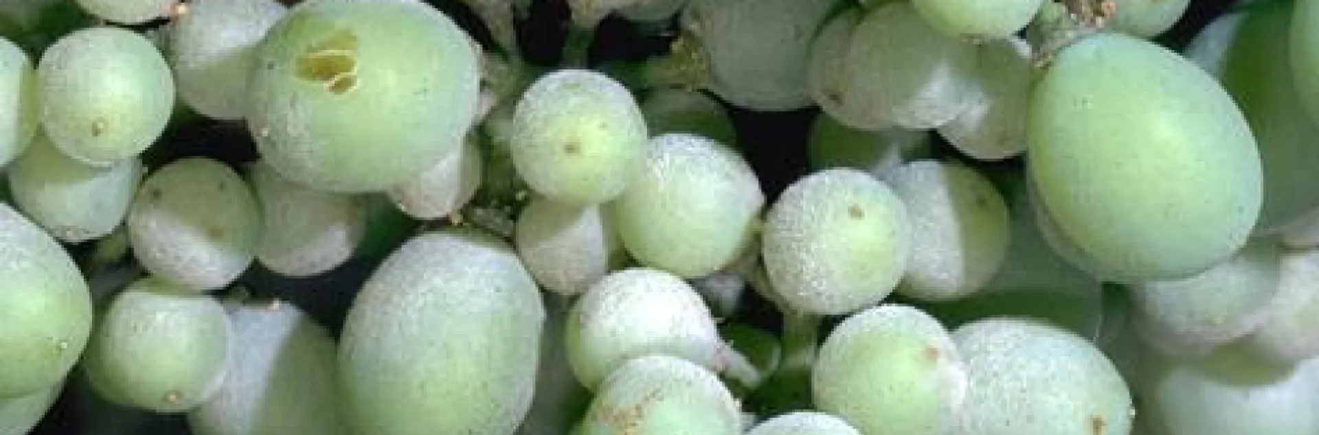 Green grapes with white powdery blotches from powdery mildew