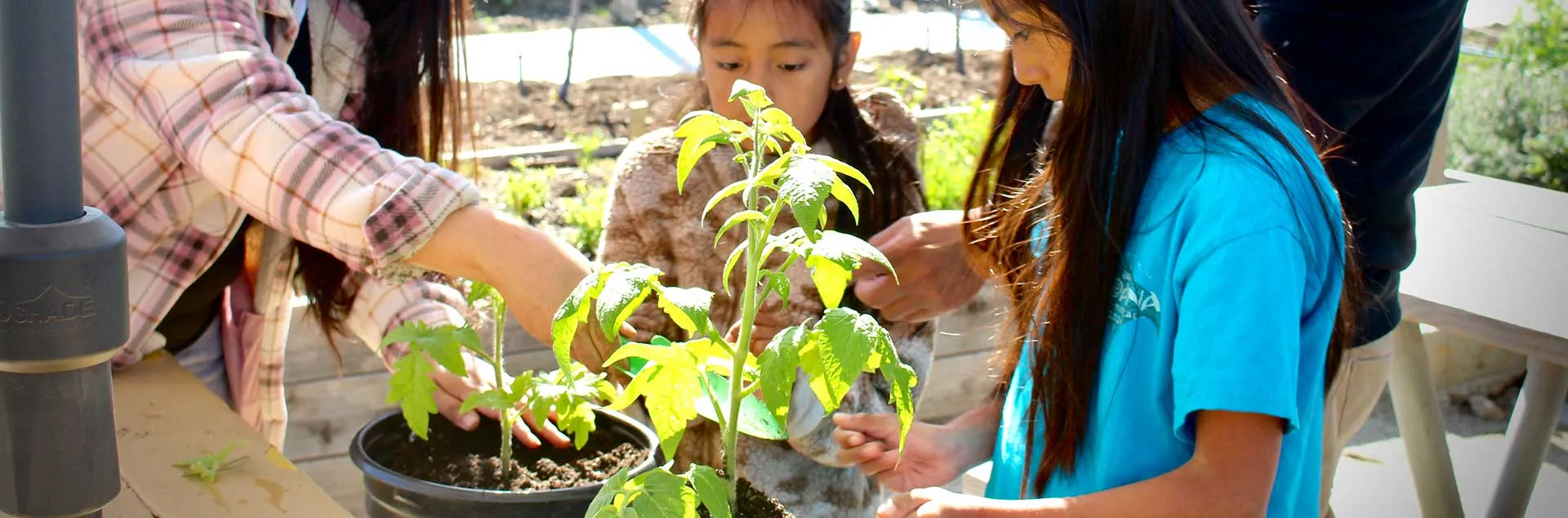 Busy Gardener Month to Month - San Juan Capistrano
