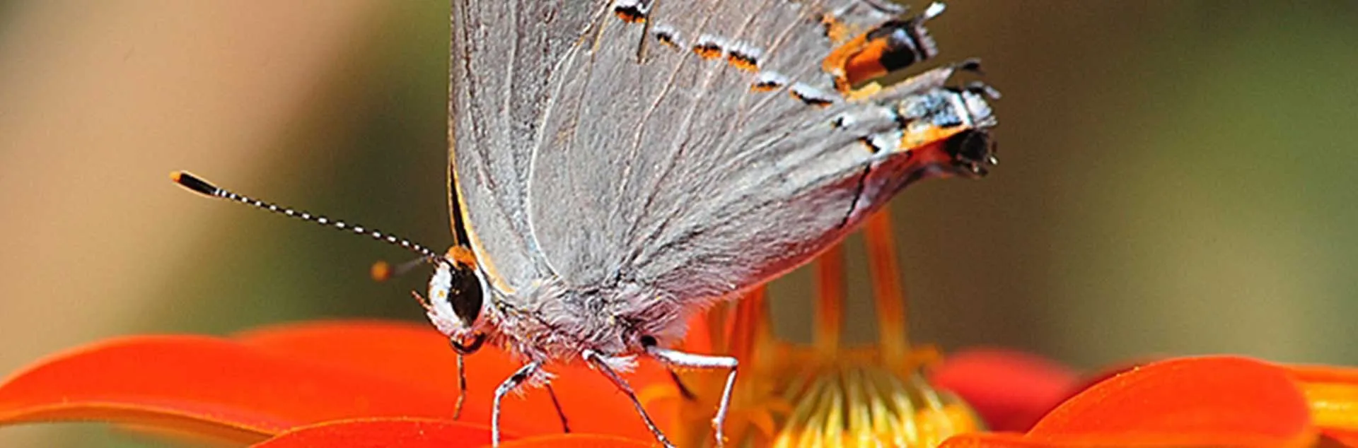 Butterflies in the Garden - Seal Beach