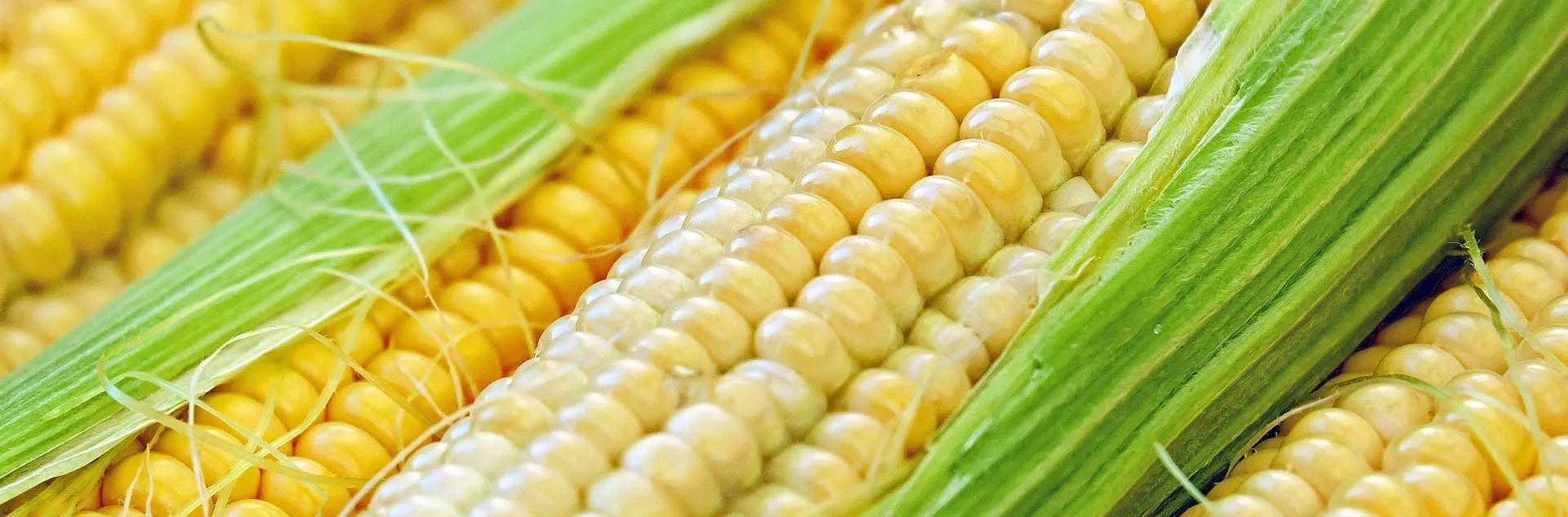 Grow it Now Warm Season Vegetables - Westminister