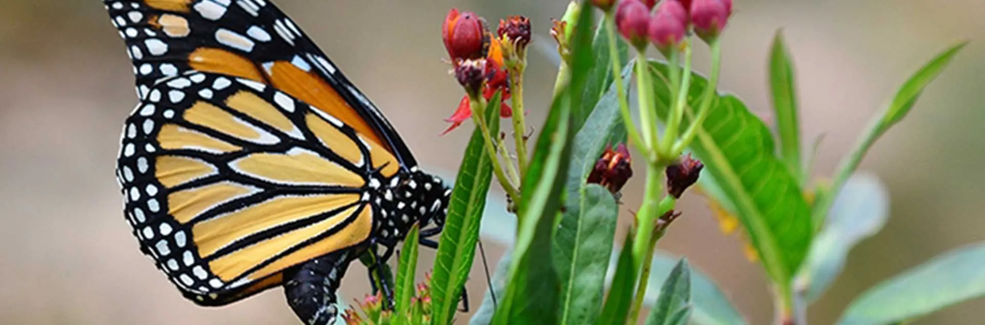 Monarch Nature Trail - Huntington Beach