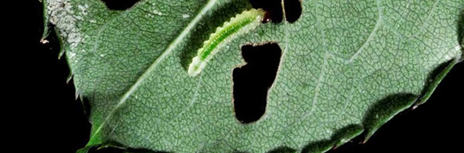 Managing Pests in the Garden - Fullerton