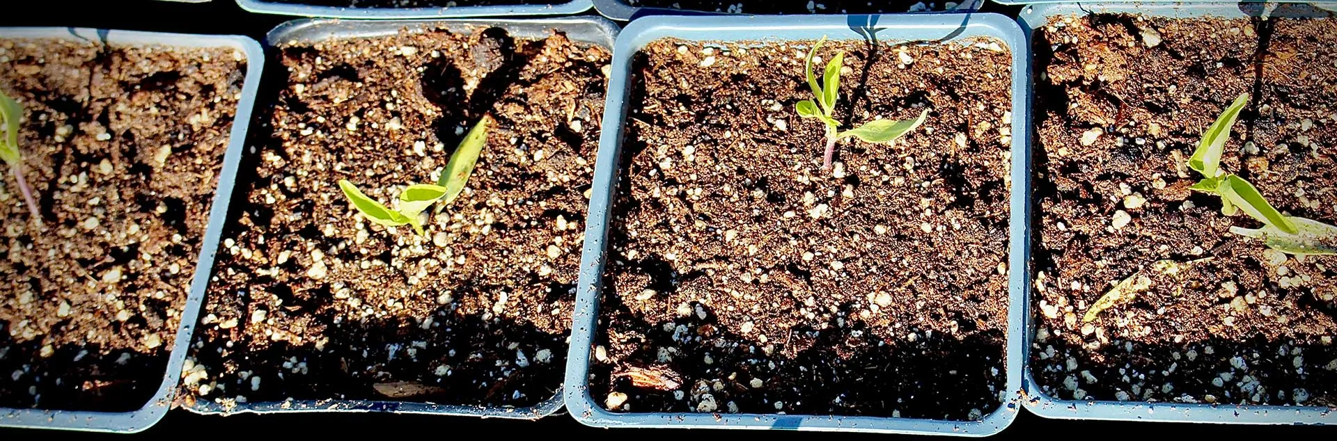 Seed Starting - Laguna Niguel