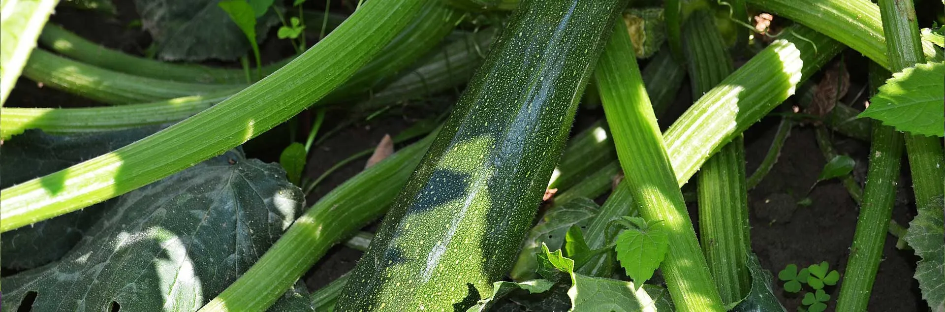 Grow it Now- Spring Planting - Laguna Woods