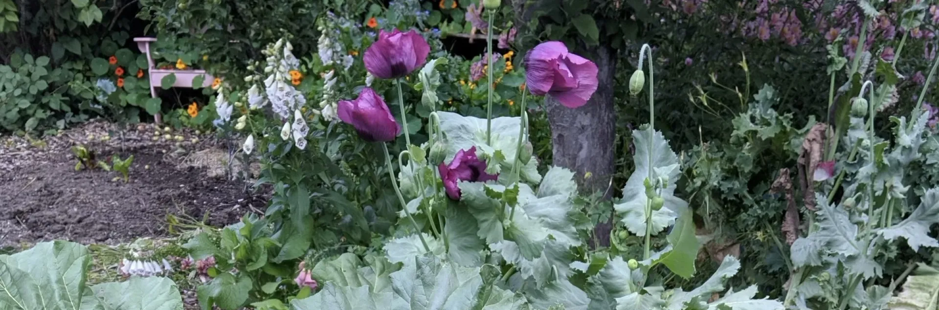 Rhubarb with pollinator flowers under an apple tree 