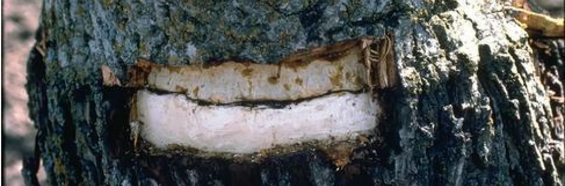 Blackline Disease in Walnut