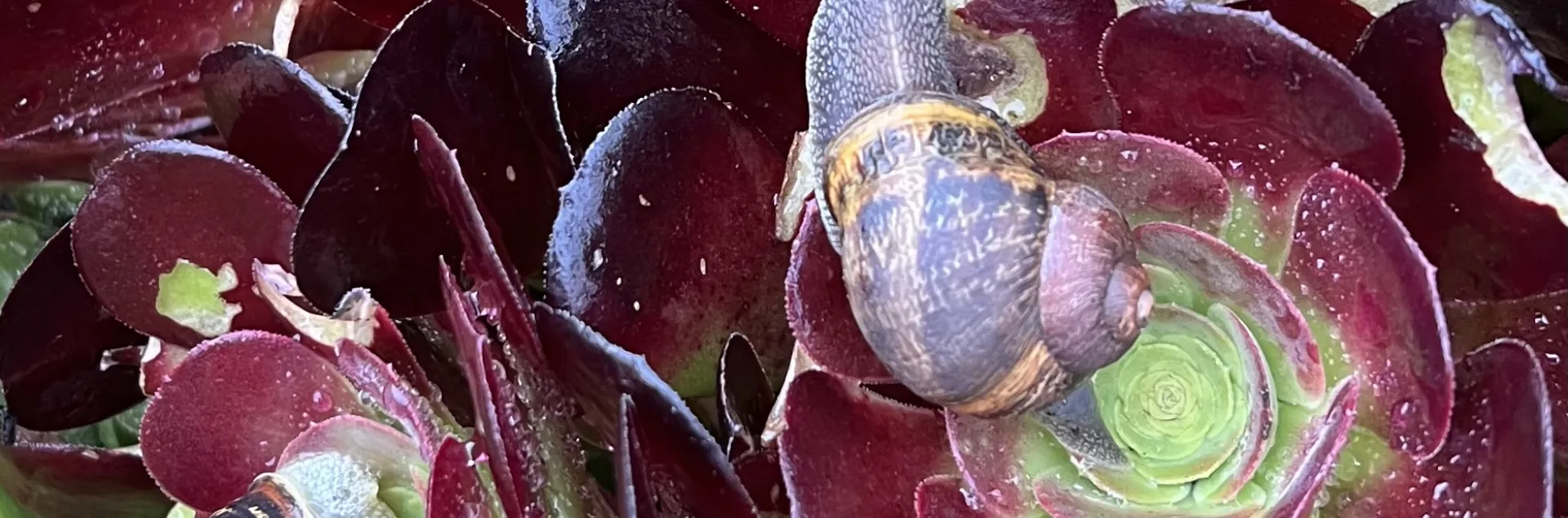 Snail damage on aenonium plant