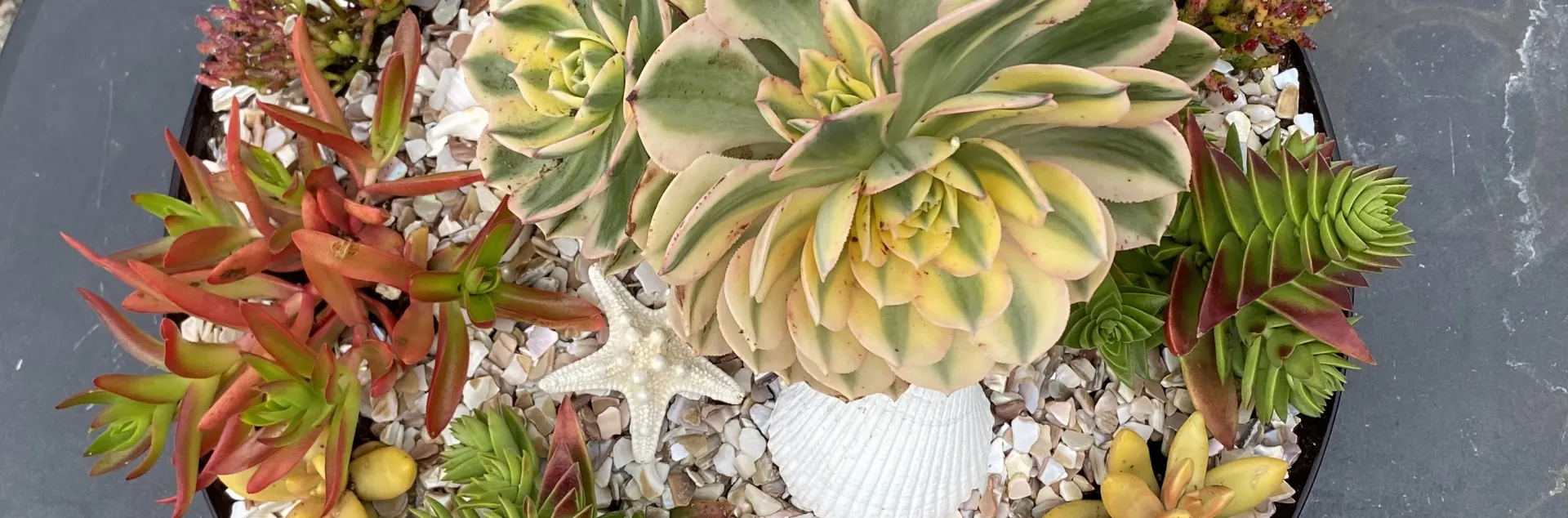 Succulents in a pot