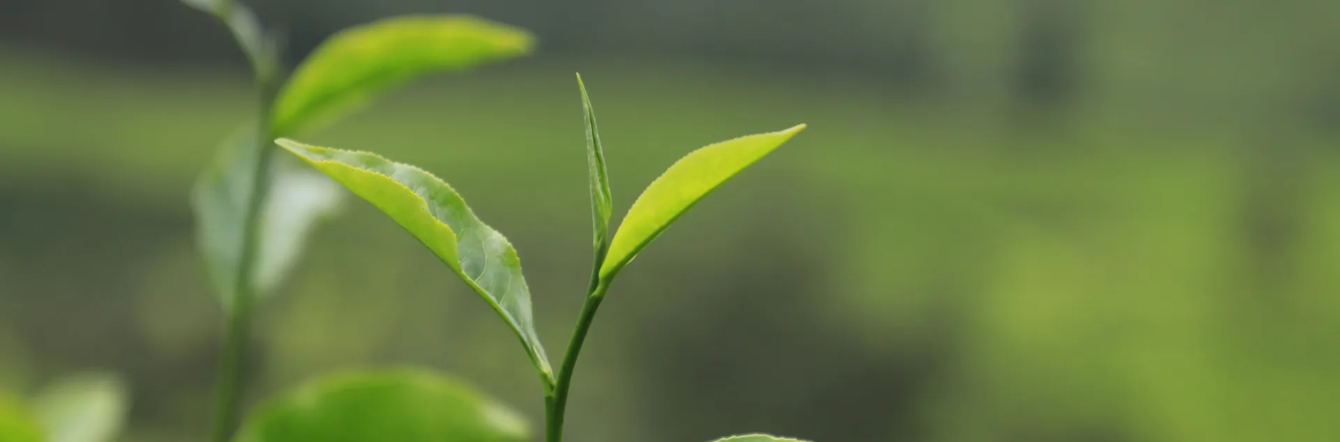 Tea leaves in focus with a blurry background of green