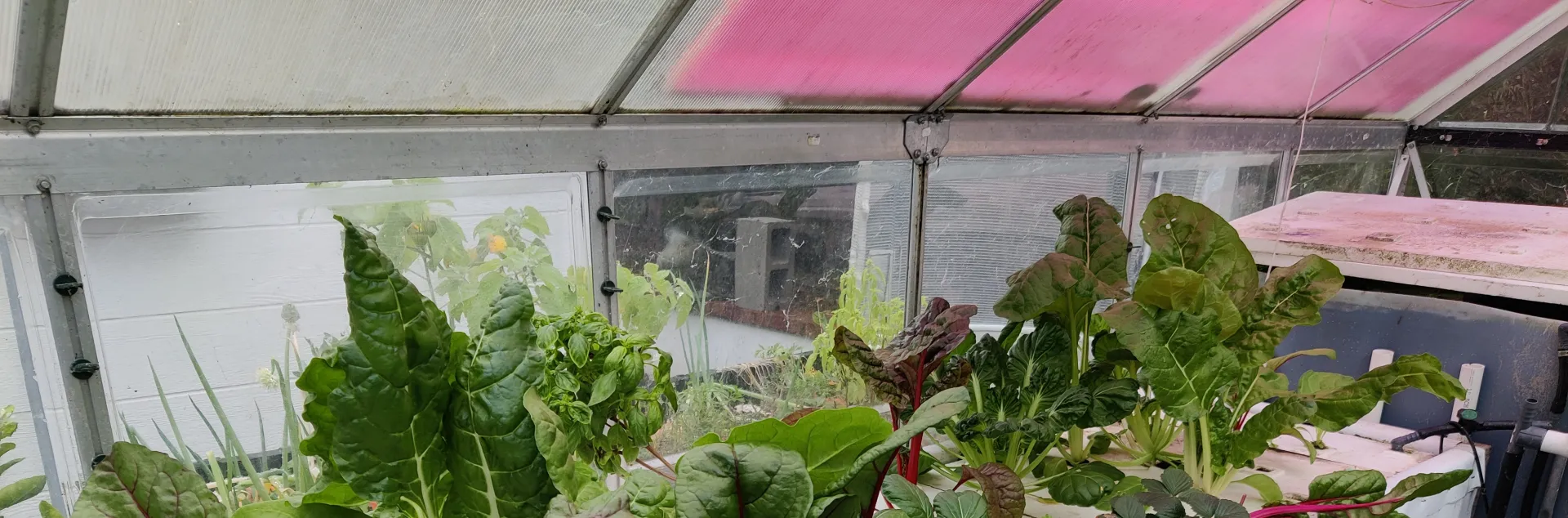 A home hydroponic or aquaponic growing setup inside a greenhouse, featuring leafy greens like Swiss chard with bright red stems.