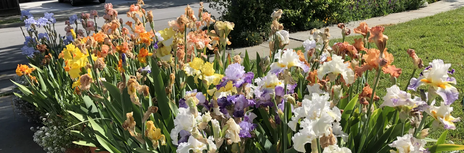 A colorful planting of bearded iris growing next to a green lawn, with a street and neighboring house in the distance